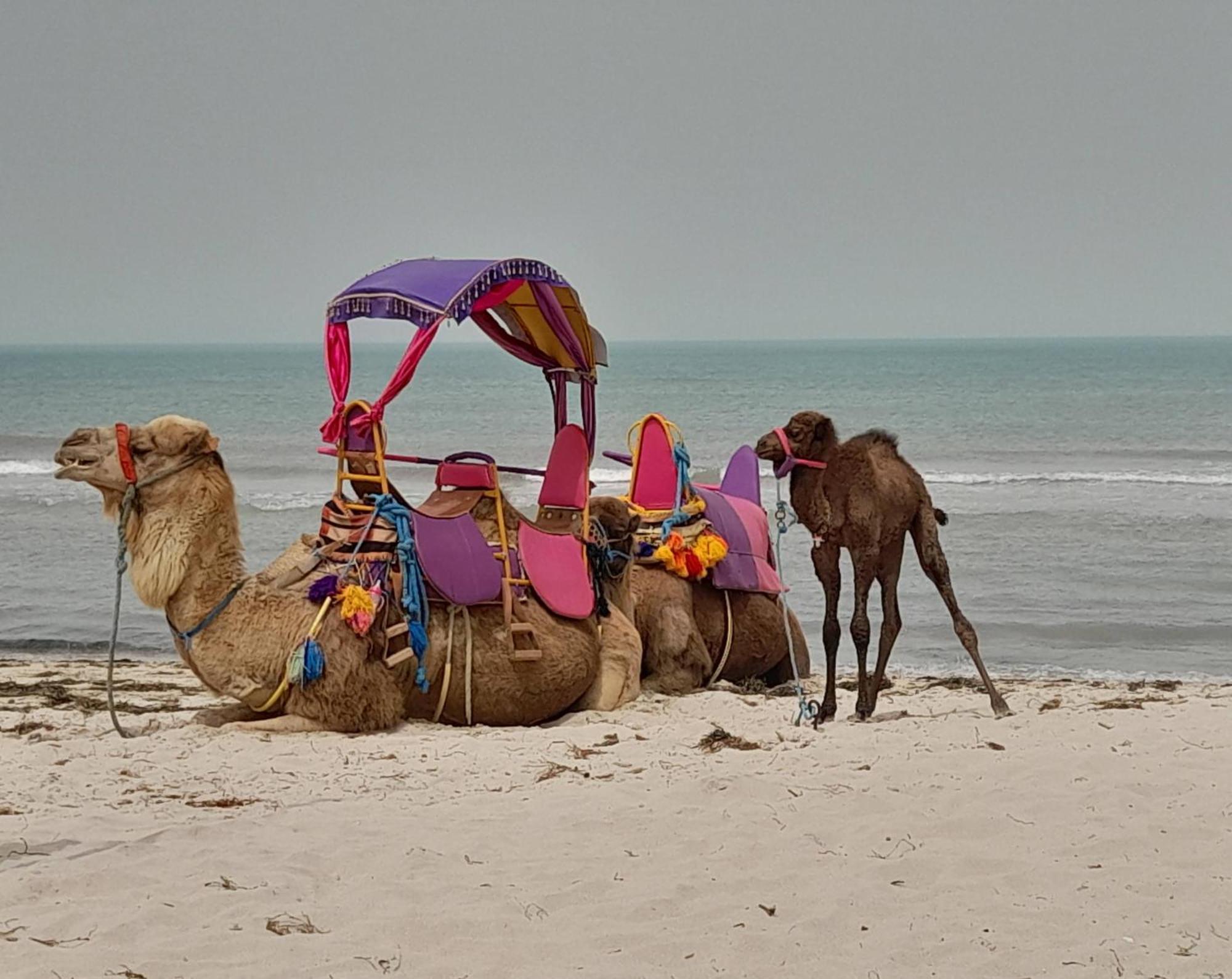 Dar El Kahina Djerba Hotell Mezraia Exteriör bild